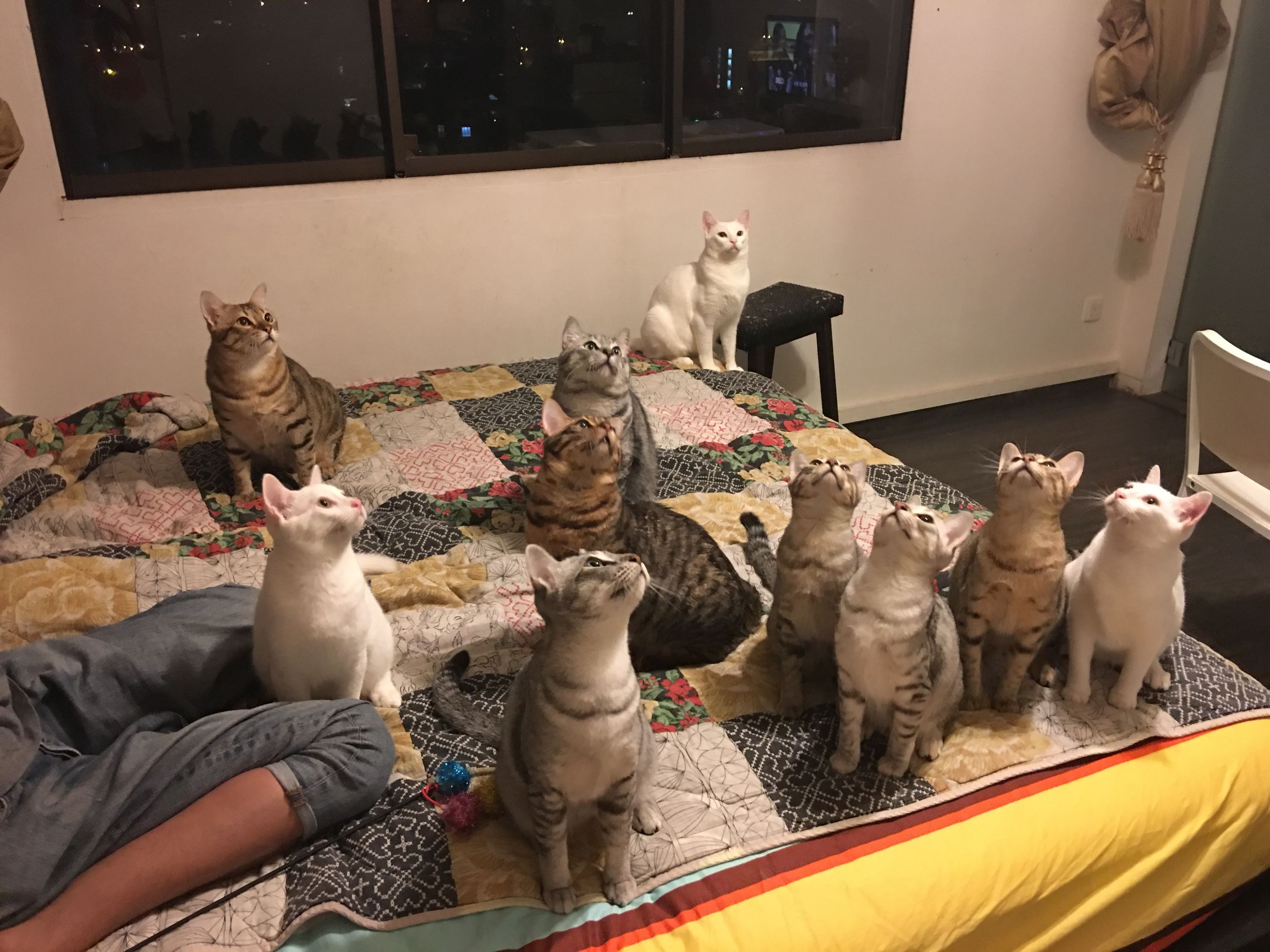 猫咪见证铲屎官的爱情,铲屎官满脸伤的亲猫咪