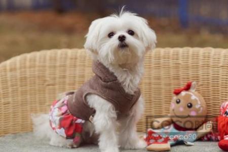 怎么解决狗狗拉屎拉尿的问题,怎么解决狗狗一边走一边拉