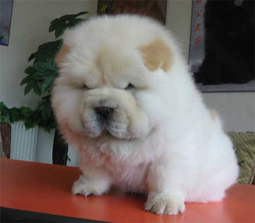 松狮幼犬萌宠,萌宠成长系列松狮犬