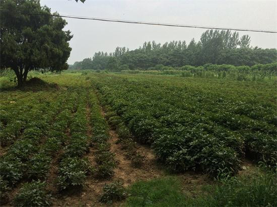 近日亳州白芍行情,亳州白芍今日行情