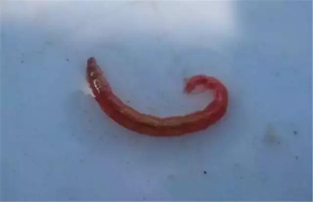 秋冬钓鲫鱼用红虫还是蚯蚓,冬季野钓红虫用大的好还是小的好