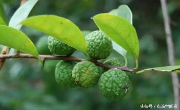 生长在山野的“山荔枝”俗称“黄鸡卵”，它的药用功效还真不少
