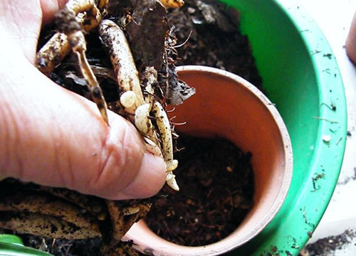 想养好君子兰必须用营养液吗,想要君子兰长得好施什么肥料