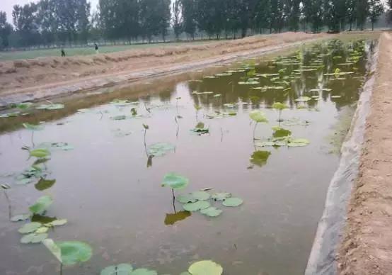 藕田养殖泥鳅效益倍增诀窍,一亩藕田能养多少泥鳅苗