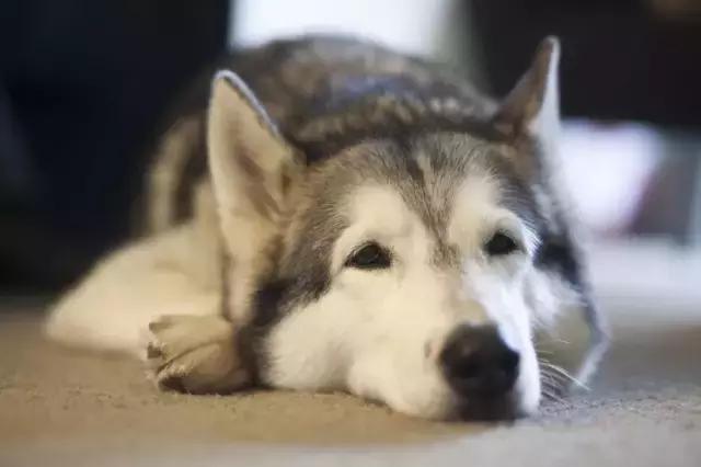 关于狗的冷知识拉布拉多,哈士奇冷知识狗语十级