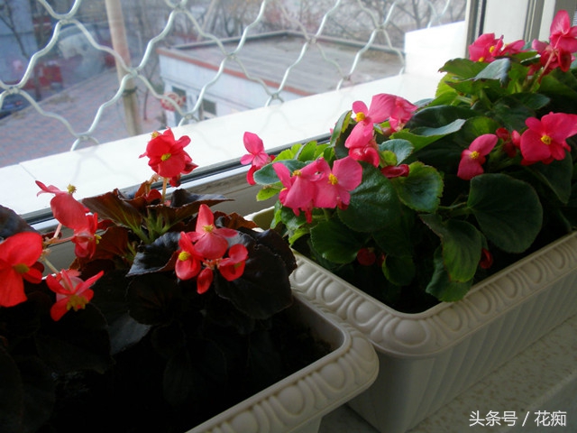 一年四季花开不断的海棠,四季海棠一年四季都开花吗