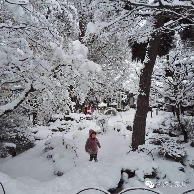 这个冬天我们一起去日本看雪,去日本看雪景哪个地方好