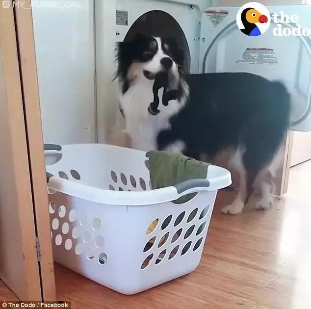 这只牧羊犬挺特别的,一只呆萌又可爱的牧羊犬