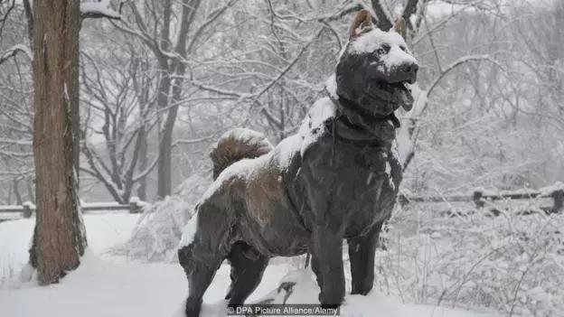 关于狗的冷知识拉布拉多,哈士奇冷知识狗语十级