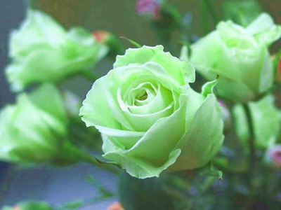 玫瑰各种颜色花语和寓意,玫瑰各个颜色花语及寓意是什么