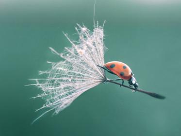 借别人的鞋子比赤脚走得快,借别人的鞋不还