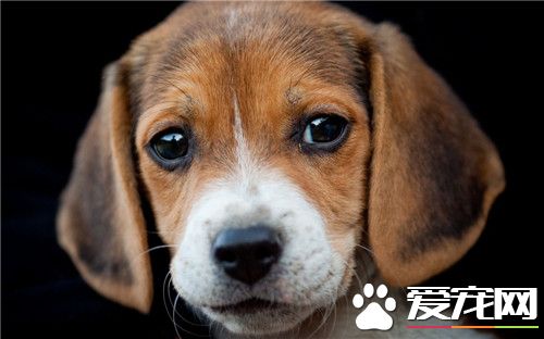 大体比格犬和小体比格犬哪种实用,赛级比格犬和普通比格犬什么区别