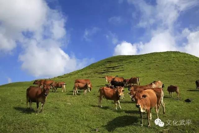 “牙人”、“相牛”——你知道这些即将失传的术语吗？