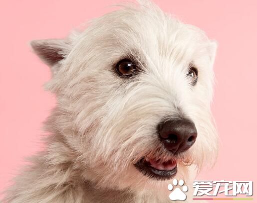 纯种西高地白梗掉毛吗,西高地白梗掉毛原因