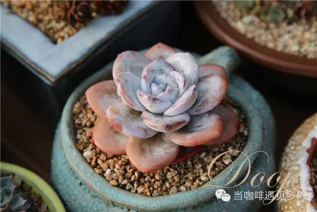 老桩大群多肉,大盆群生老桩图片大全