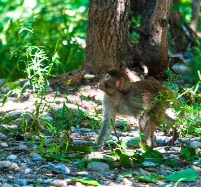 京津冀旅游年卡票,京津冀旅游年卡房山