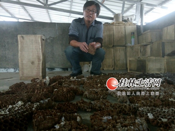 大虎头蜂养殖基地,灌阳养蜂人