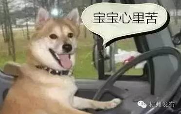 「看过来」柳州13所驾校受罚！看看有没有你在的驾校？