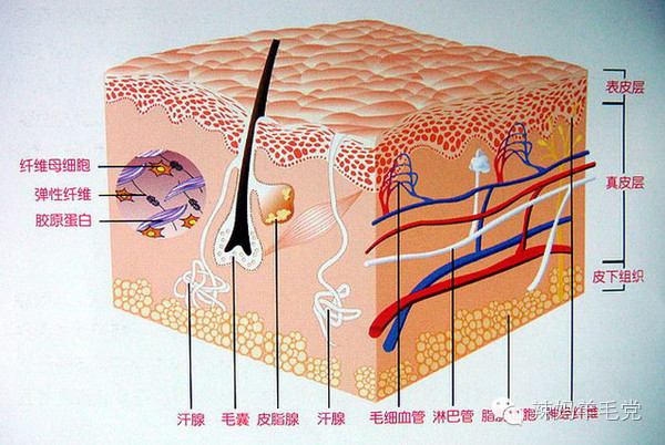 做个美丽孕妈,孕期平价好用护肤品推荐
