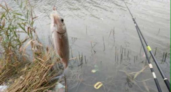 钓鱼人太牛！大风大雨中垂钓也能迎来鲤鲫大丰收
