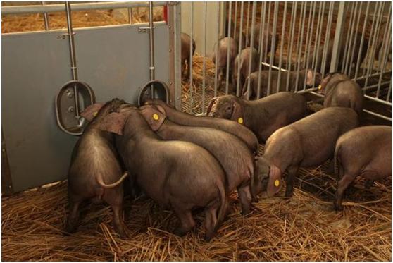 网易养的猪们很生活很幸福，猪肉自然好吃，你们爱咋说咋说！