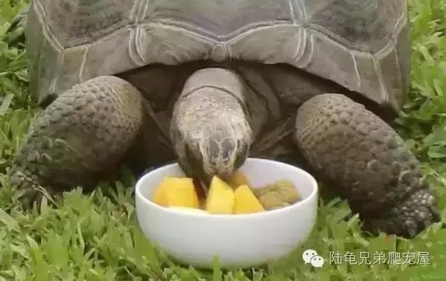 亚达饲养方法及注意事项,如何才可以在中国饲养亚达伯拉