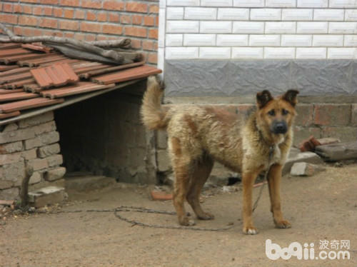 三大护卫犬哪一个最适合新手,又强又不失美观的护卫犬