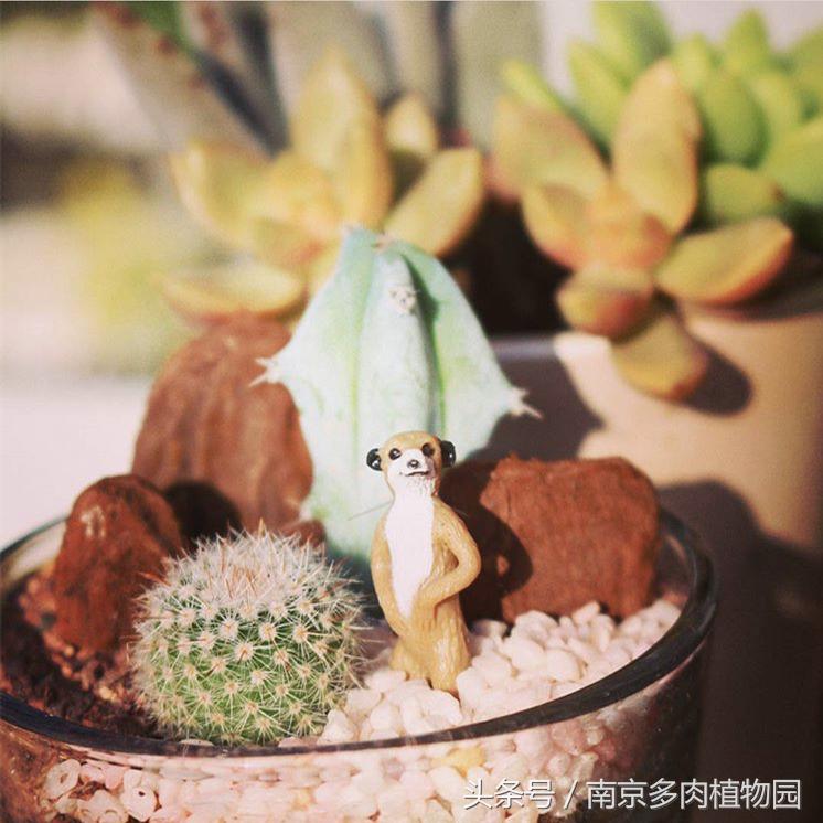 乐高积木成人款植物多肉,小玩具乐高