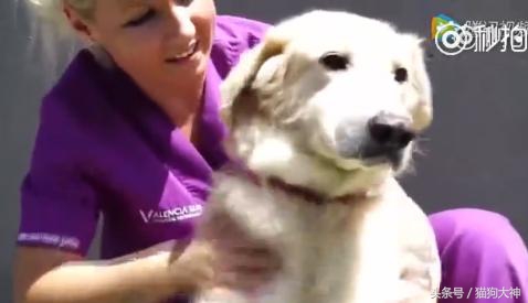 可怜狗狗被救活,可怜的狗狗死了