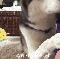 哈士奇长的可爱,你家哈士奇真的不会自卑吗