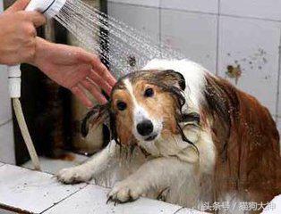 养宠攻略给猫洗澡的步骤和流程,教你如何在家给狗狗正确做洗护