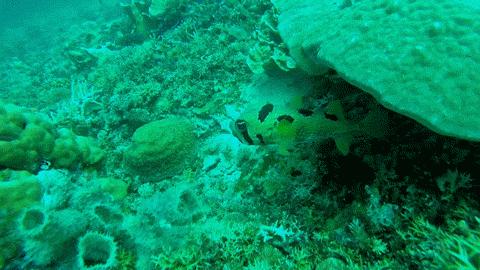 仙本那考潜水证日程,去仙本那潜水要考什么证