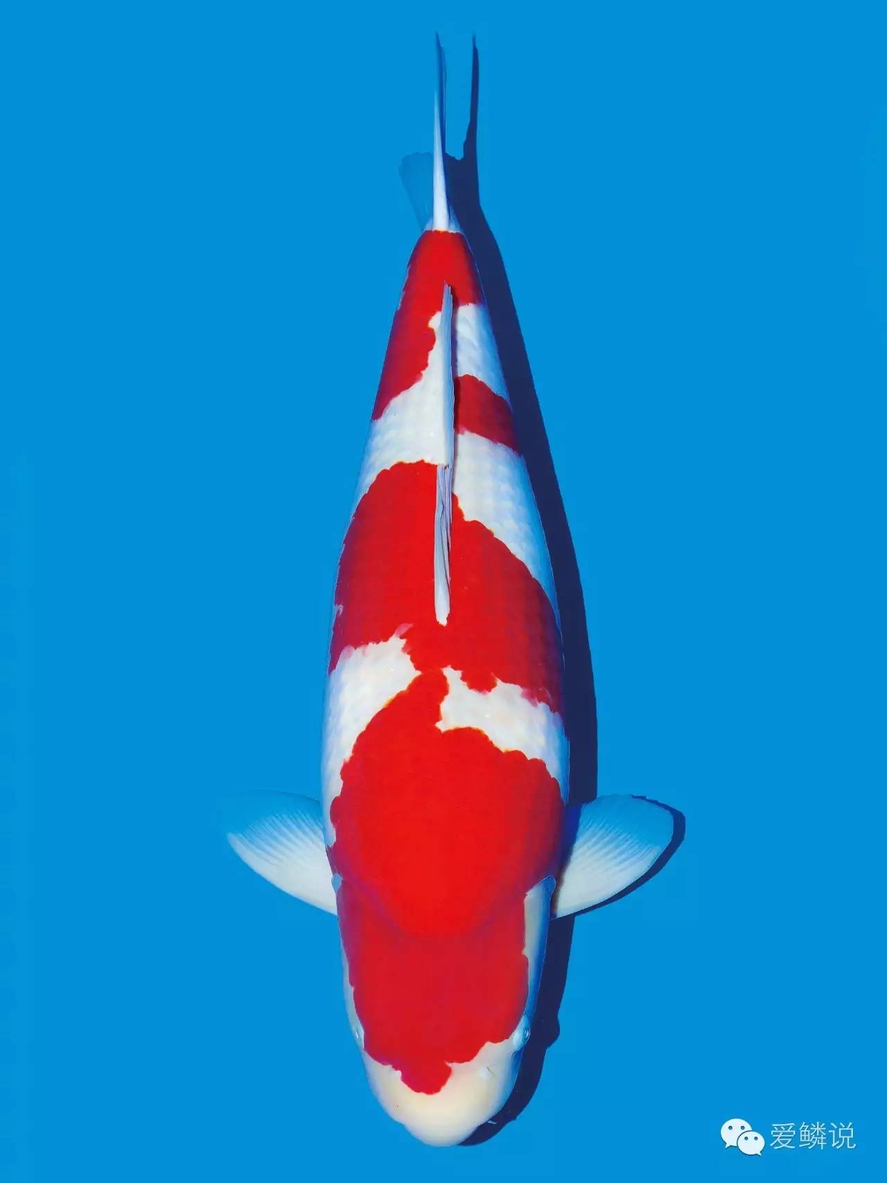 锦鲤身体弯了如何医治,锦鲤常见病与治疗书籍