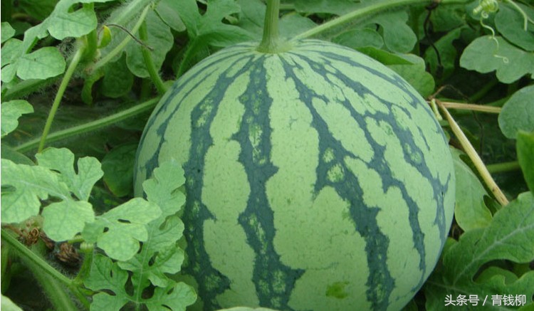 早佳8424西瓜的种植,8424大棚西瓜种植技术完整版