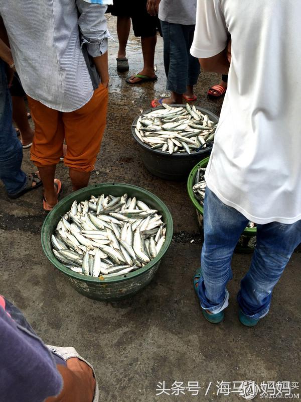 仙本那考潜水证日程,去仙本那潜水要考什么证