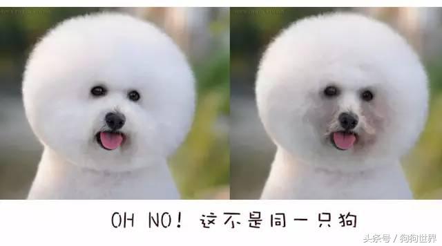 狗狗美丽第一大杀手：泪痕问题全分析！