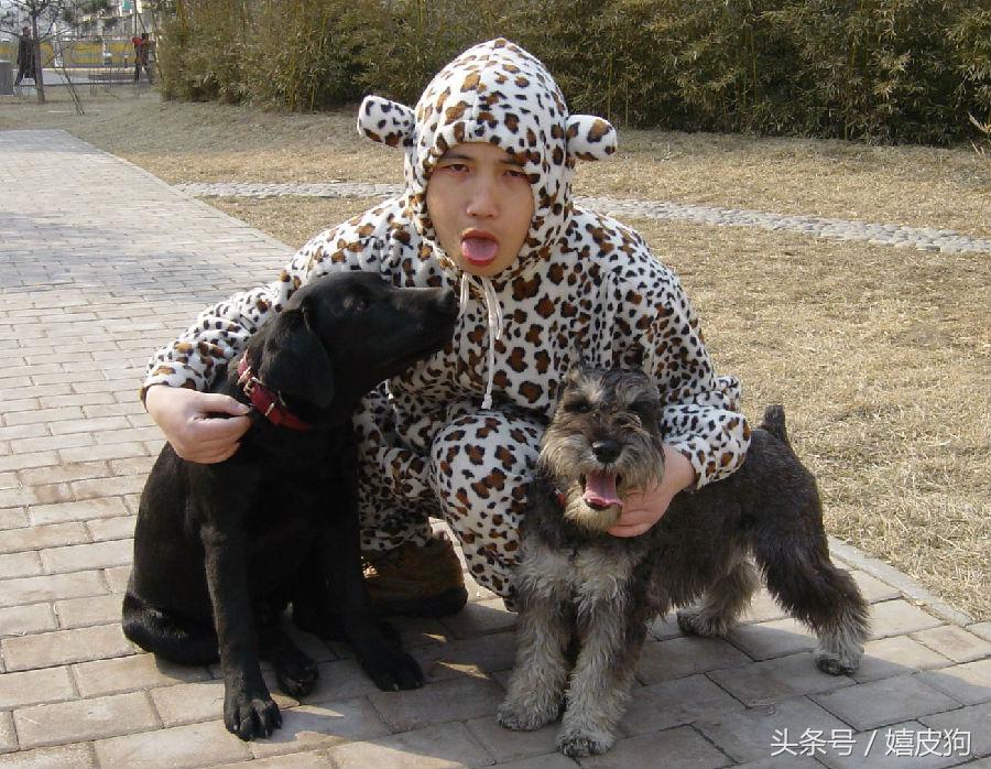 大狗黑色黄色,大狗黑灰色