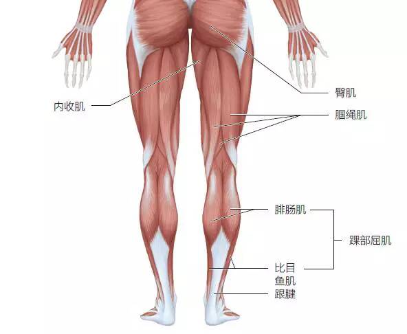 李宗伟飞毛腿,怎么才能拥有李宗伟弹簧腿