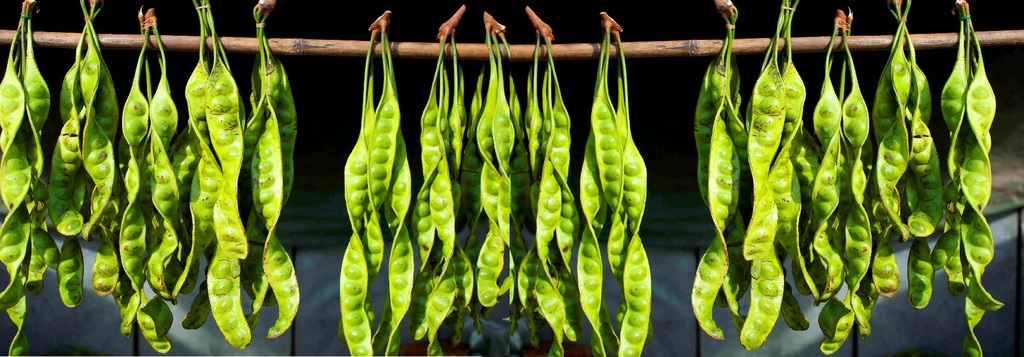 美丽球花豆（臭豆）你吃过吗？