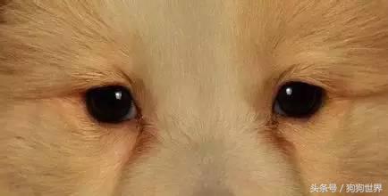 狗狗美丽第一大杀手：泪痕问题全分析！