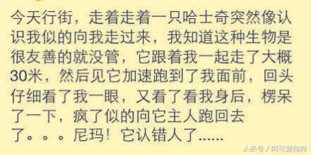 哈士奇长的可爱,你家哈士奇真的不会自卑吗