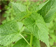 杀灭金黄葡萄球菌的精油 (抑制金黄色葡萄球菌的精油)