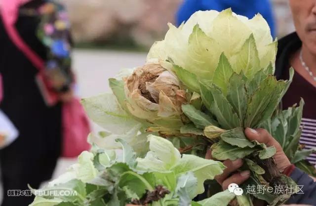 开着房车旅行说走就走,说走就走出去玩视频