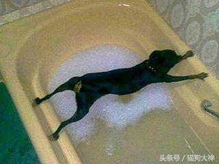 养宠攻略给猫洗澡的步骤和流程,教你如何在家给狗狗正确做洗护