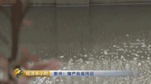 80后养猪致富经,养猪致富案例视频