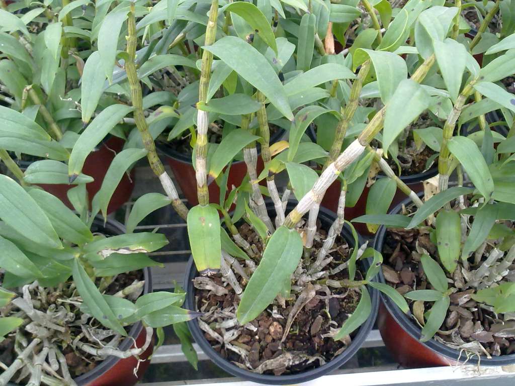 铁皮石斛的种植方法大全,铁皮石斛繁殖方法