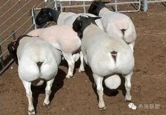 四大羊哪个羊最大,四大羊王