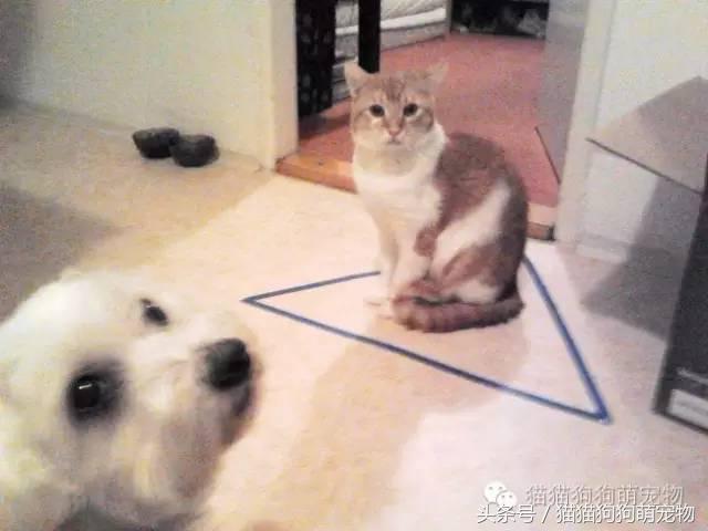 教你如何抓住小偷,教你如何抓住快速上涨的股票