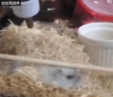 仓鼠知不知道自己的窝里脏,仓鼠发现存粮被清理