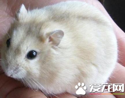 布丁仓鼠反白,布丁仓鼠会定点上厕所吗